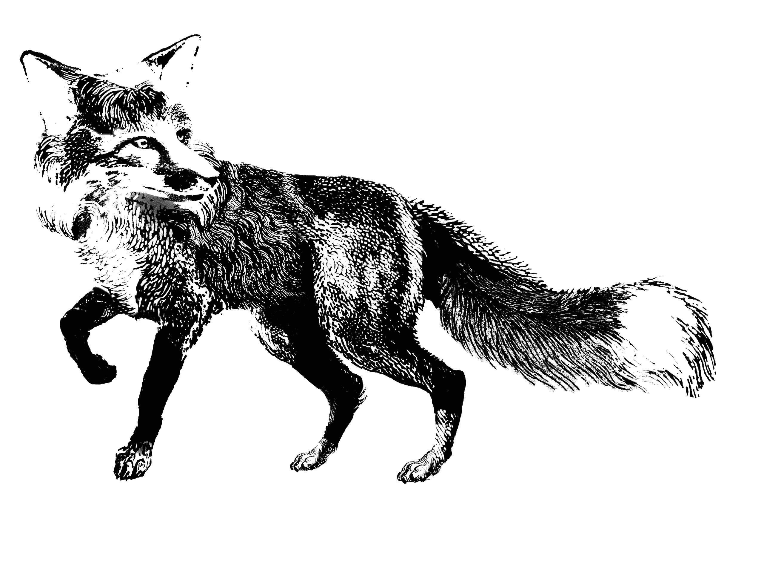 Leroy Fox Kitchen & Cocktails Restaurant, Dinner, Lunch